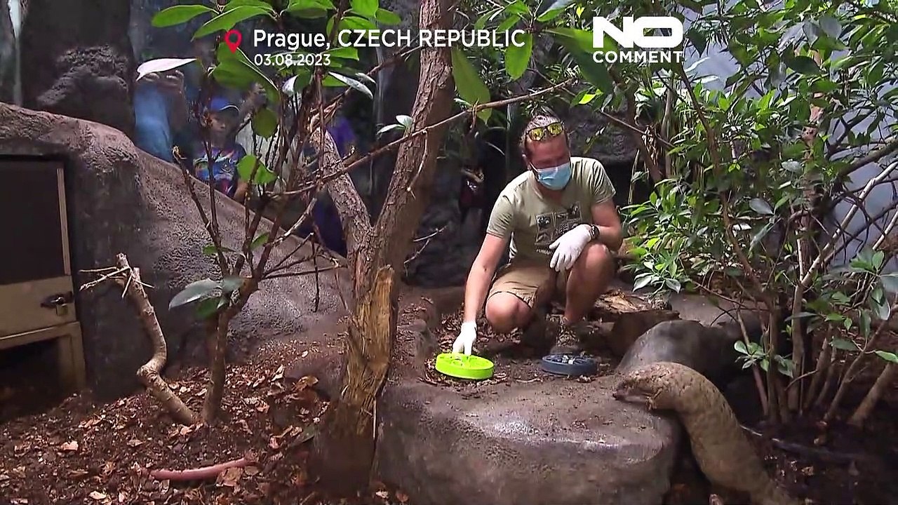 Θηλυκός Παγκολίνος στον ζωολογικό κήπο της Πράγας