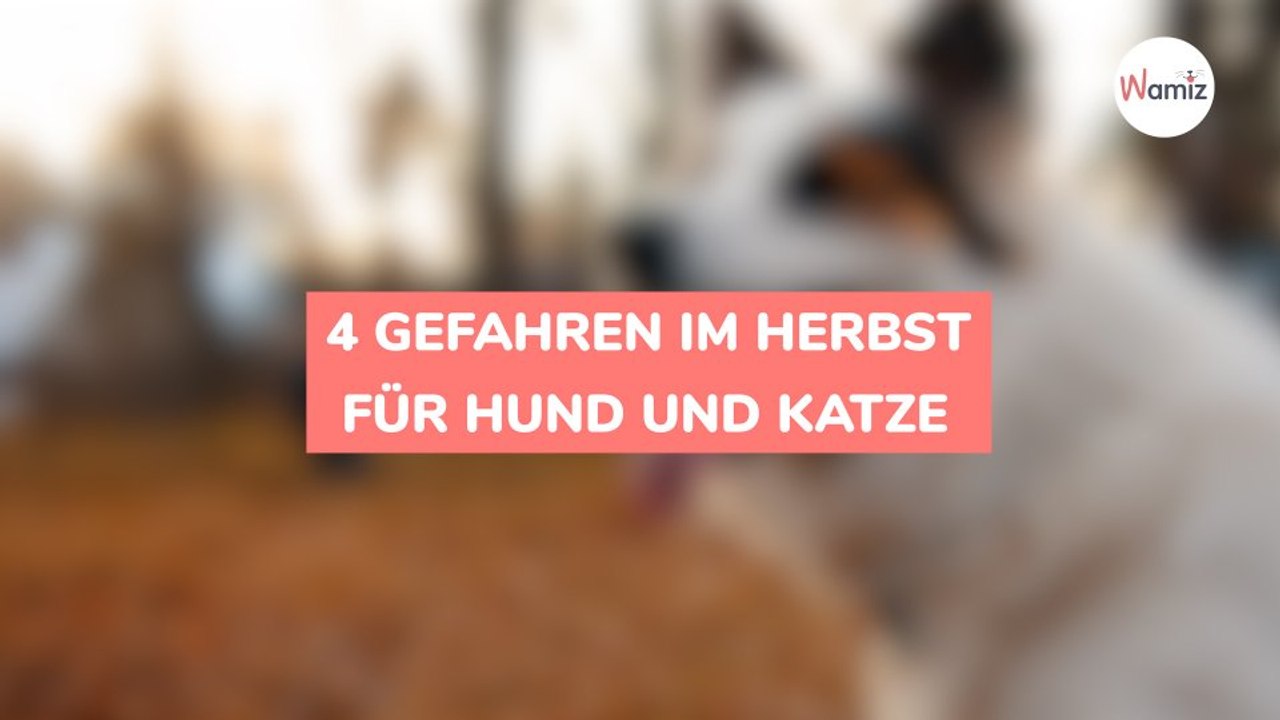 4 Gefahren im Herbst für Hund und Katze