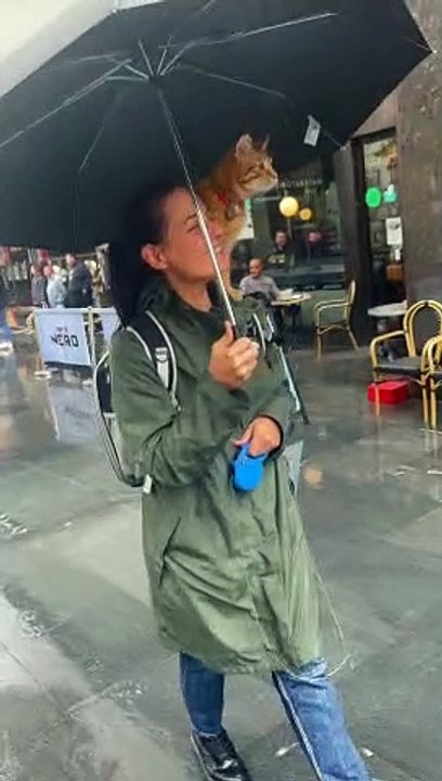 Rain Does Not Stop Cat From Going Out