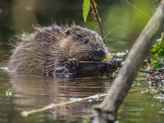 Baby beavers born at Holnicote, Somerset
