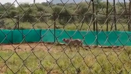 कूनो नेशनल पार्क में लगातार चीतों की मौत, पोस्टमार्टम रिपोर्ट में हुआ खुलासा