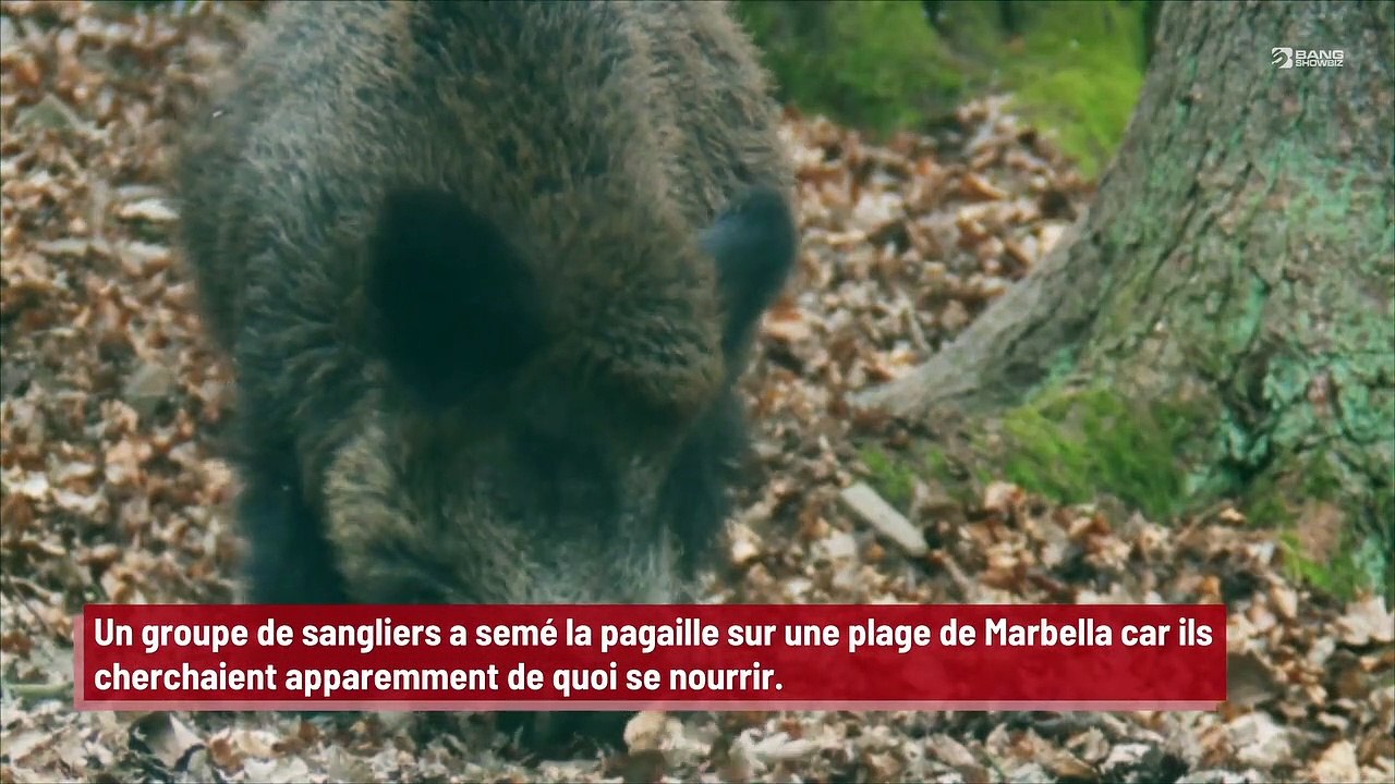 Des sangliers prennent d’assaut une plage espagnole pour trouver de la nourriture !