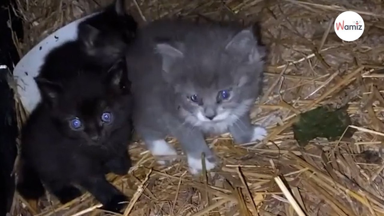 Frau füttert Straßenkatzen und sieht etwas Ungewöhnliches zwischen den Näpfen