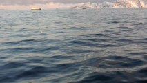 Pod Of Six Feeding Whales Dramatically Breach Next To Boat | Wild-ish TV