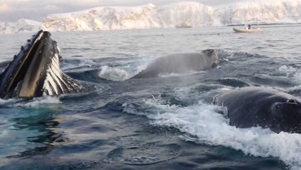 Pod Of Six Feeding Whales Dramatically Breach Next To Boat | Wild-ish TV