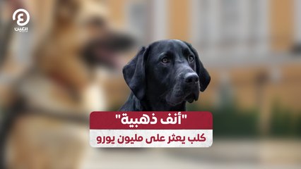 "أنف ذهبية".. كلب يعثر على مليون يورو