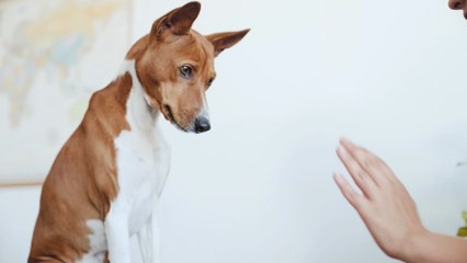 Helping Your Furry Friends Adjust to Their New Home