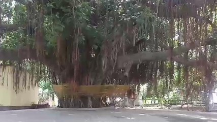 बक्सर: चमत्कारी है वट वृक्ष, देता है मोक्ष, करता है मनोकामना पूर्ण