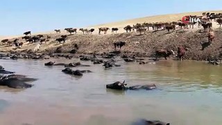 Diyarbakır’da Afrika’yı aratmayan görüntü