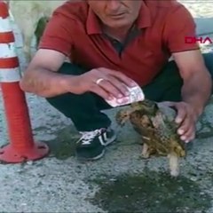 Sıcaktan bitkin düşen kaplumbağaya su içirerek kurtardılar