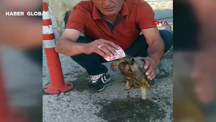 Bitkin haldeki kaplumbağaya kurtarma ekibi böyle su içirdi