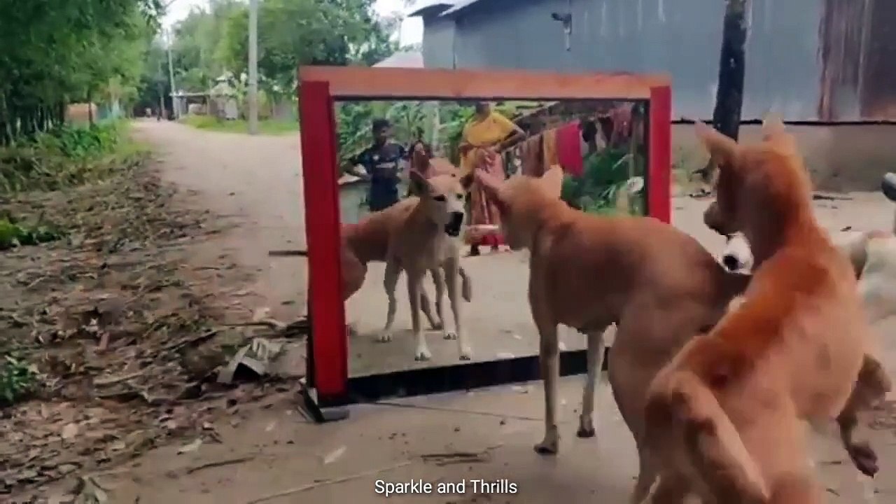 Critter Capers Hilarious Animal Antics video Dailymotion