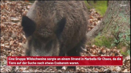 Wildschweine stürmten auf der Suche nach Nahrung einen spanischen Strand