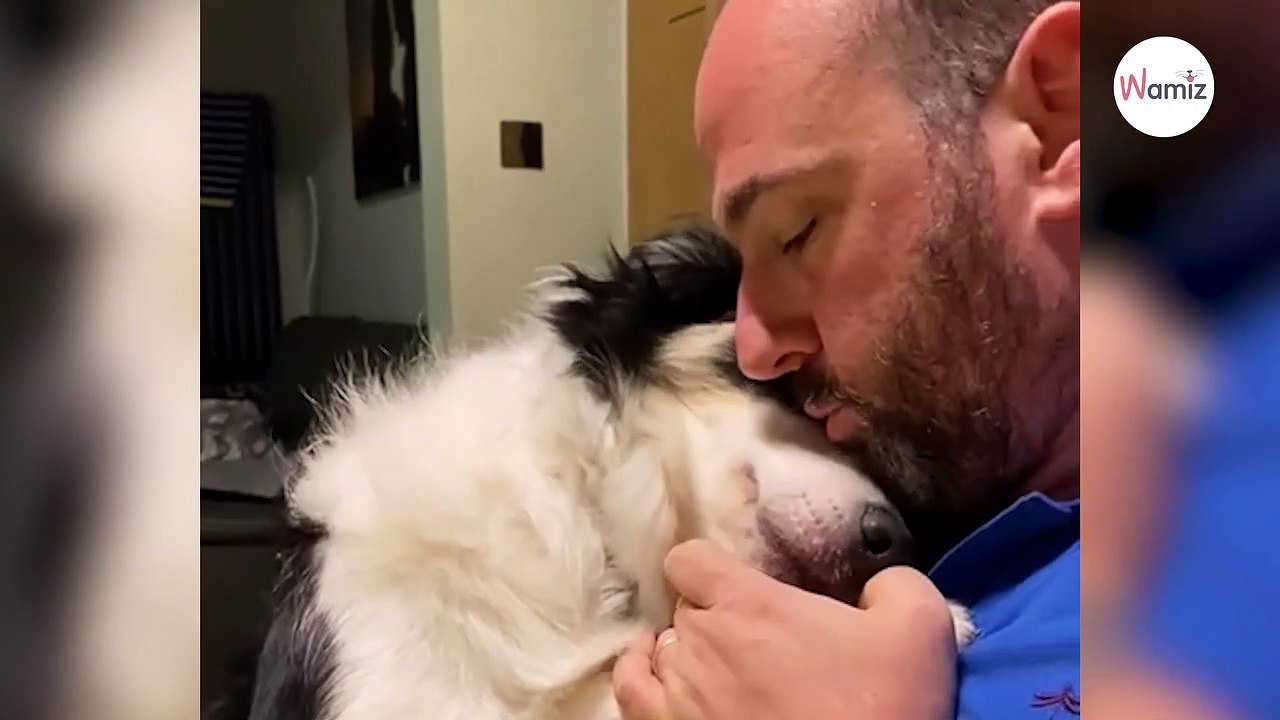 Rocky weiß, was zu tun ist, wenn sein Herrchen von der Arbeit kommt (Video)