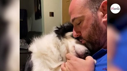 Rocky weiß, was zu tun ist, wenn sein Herrchen von der Arbeit kommt (Video)