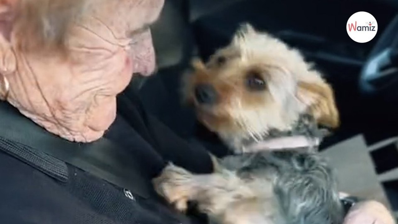 Alte Frau verlässt das Krankenhaus: Ihr Hund reagiert unglaublich (Video)