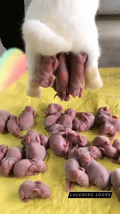 Cute Babies