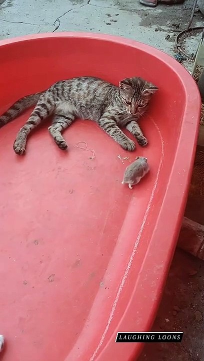 Tom and Jerry