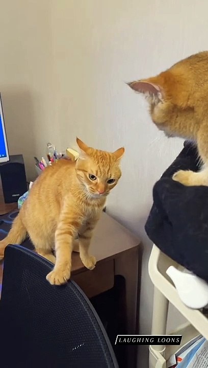 Cat Fight