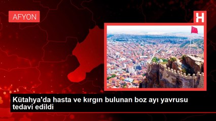 Kütahya'da hasta ve kırgın bulunan boz ayı yavrusu tedavi edildi