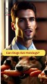 Can Dogs Eat Hotdogs? | Dog Food | Zudaan