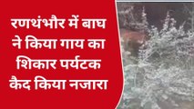 सवाई माधोपुर: रणथंभौर टाइगर रिजर्व में बाघ ने किया गाय का शिकार, पर्यटकों ने कैमरे में कैद किया ये नजारा