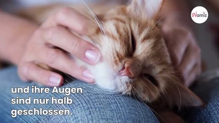 4 wichtige Fakten über den Schlaf von Katzen