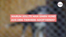 Warum sollte man einen Hund aus dem Tierheim adoptieren?