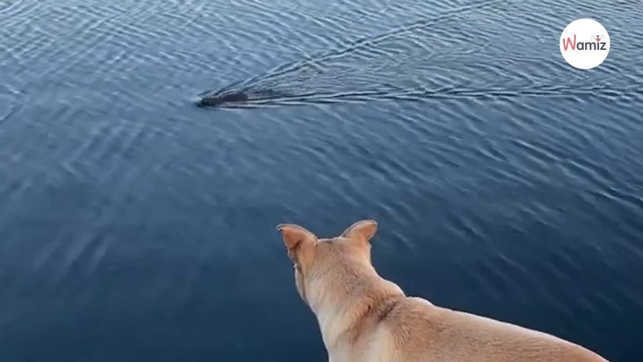 Hund sieht etwas im Wasser und kann nicht fassen, als es auftaucht (Video)