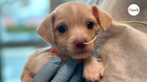 6 Wochen alter Welpe irrt allein umher Tierarzt hat erschütternde Diagnose (Video)