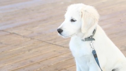 Chui, el primer socorrista canino de la Cruz Roja