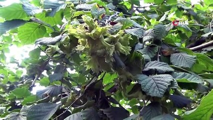 Samsun'da fındık bahçelerinde rehabilitasyon çalışmaları yürütülüyor