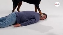 Nach Vorfall mit Schweizer Sennenhund Martin Rütter am Boden! (Video)