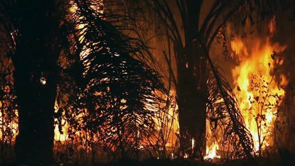 تراجع عمليات إزالة الغابات في الأمازون البرازيلية إلى الثلث في تموز/يوليو