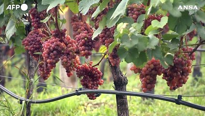 Clima pazzo taglia la vendemmia, si teme calo fino a -60%