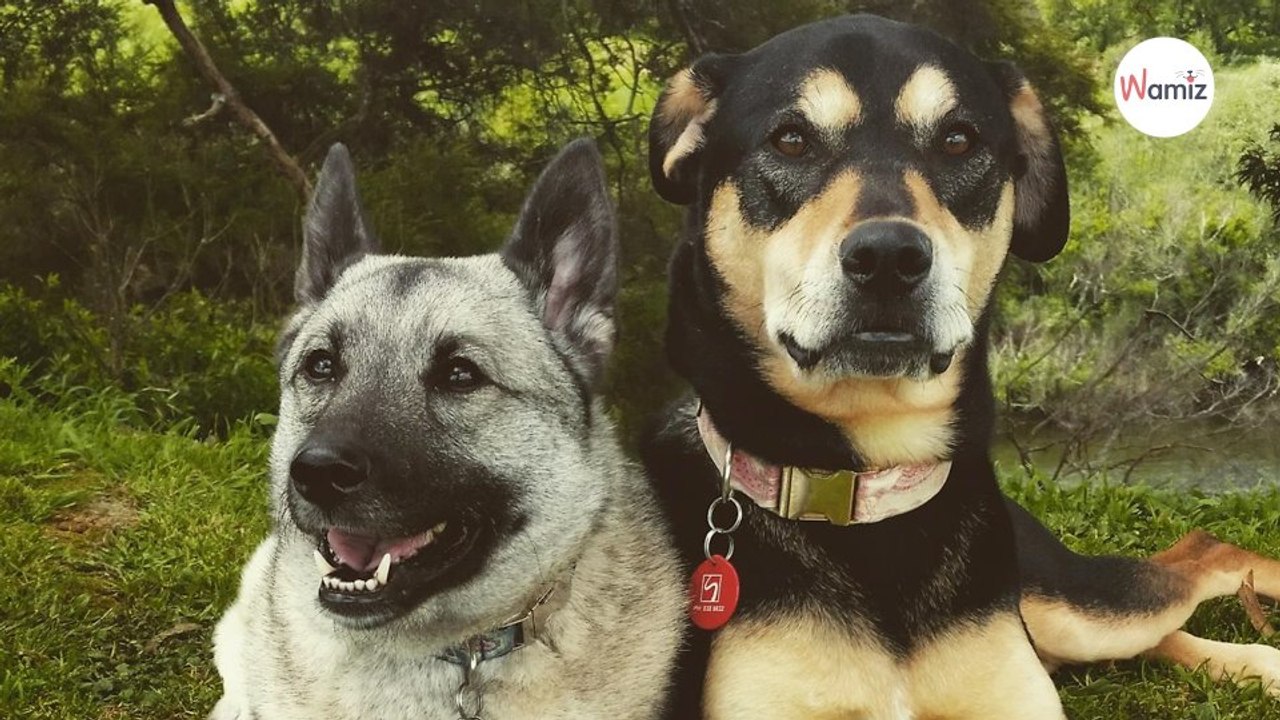 Tierärztin macht ganz besonderes Foto von ihren Hunden und landet auf dem ersten Platz (Video)