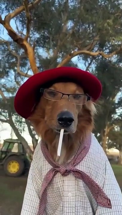 Dog Poses on Horseback