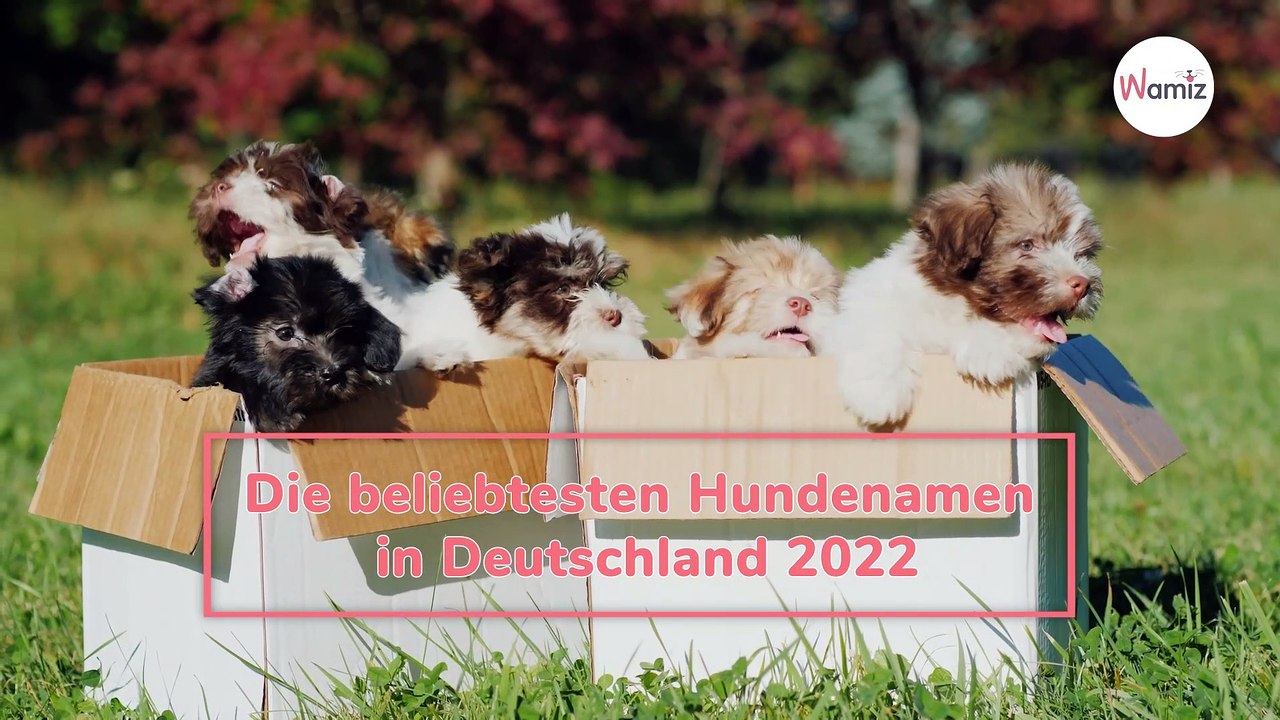 Die beliebtesten Hundenamen in Deutschland 2022