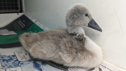 Animals injured by fishing litter - LiverpoolWorld Headlines