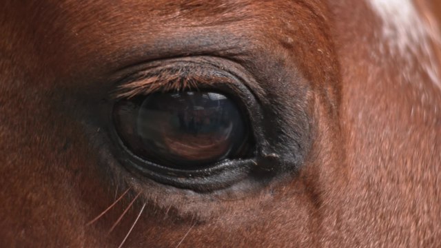 Consommation de viande de cheval, 28 personnalités signent une tribune pour l'interdire (1)