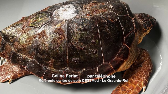 Port-St-Louis : Choupette la tortue va bien !