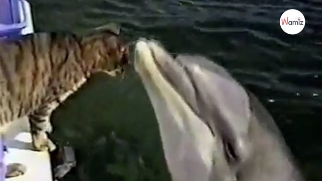 En mer, il croise des dauphins et n’en revient pas de ce que fait son chat (Vidéo)