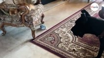 Ce grand chien s’est fait voler son jouet par un chat et n’ose pas le reprendre : c’est à mourir de rire (Vidéo )