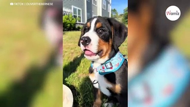 Il montre son chien Bouvier bernois croisé Labrador : les internautes sont stupéfaits