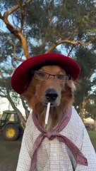 Dog Poses on Horseback