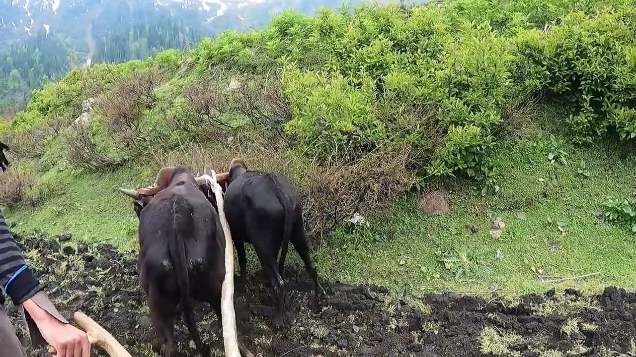 Ancient Culture of Coldest Village in Pakistan - Village Life Pakistan - Mountain Village Life