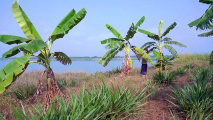 Banana sticky rice cake recipe traditional food in my country - Polin lifestyle