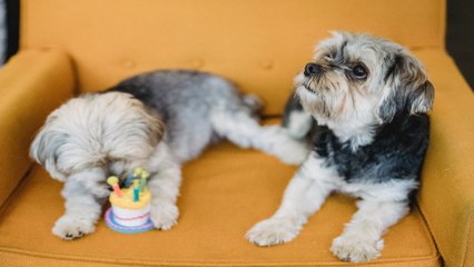 Download Video: Una innovadora pastelería cautiva a los amantes de las mascotas.