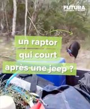 Une course folle entre un Casoar enragé et une voiture en Australie !