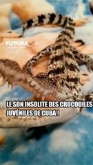 Le son très étrange des #crocodiles juveniles de Cuba ! #science